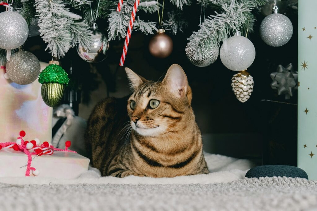 Christmas Decoration Tips for Homes with Cats