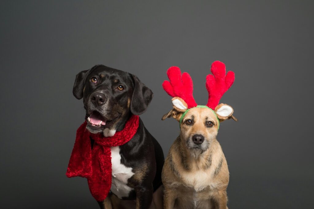 15 Creative Pet Christmas Photoshoot Ideas to Capture the Holiday Magic