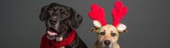 15 Creative Pet Christmas Photoshoot Ideas to Capture the Holiday Magic