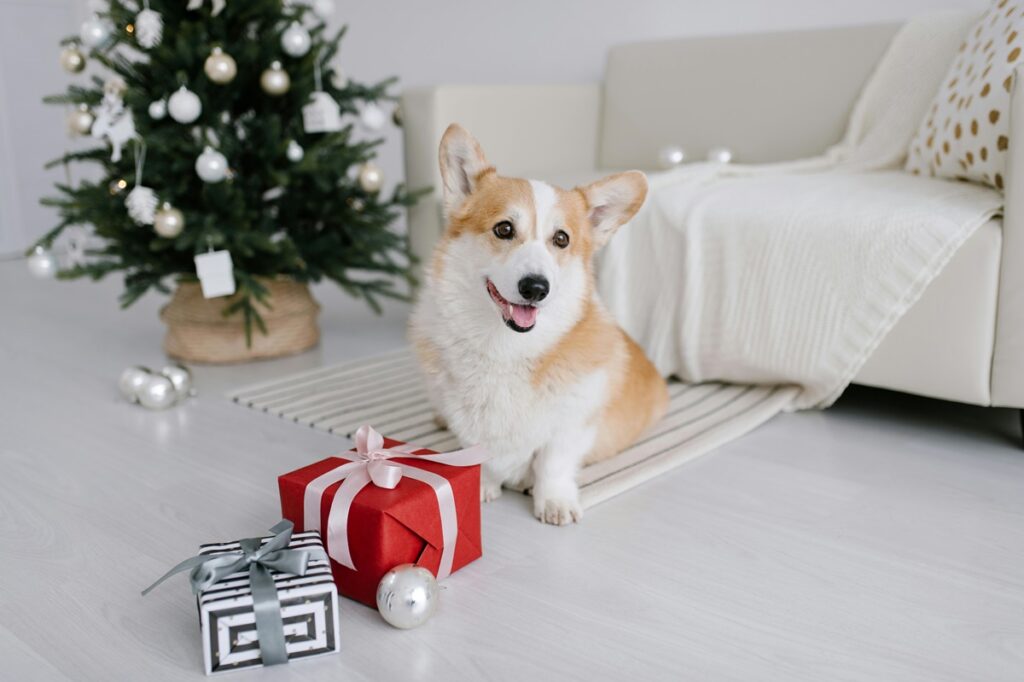 Budget-Friendly Christmas Gifts for Pets: 15 Thoughtful Ideas That Won't Break the Bank (2024)