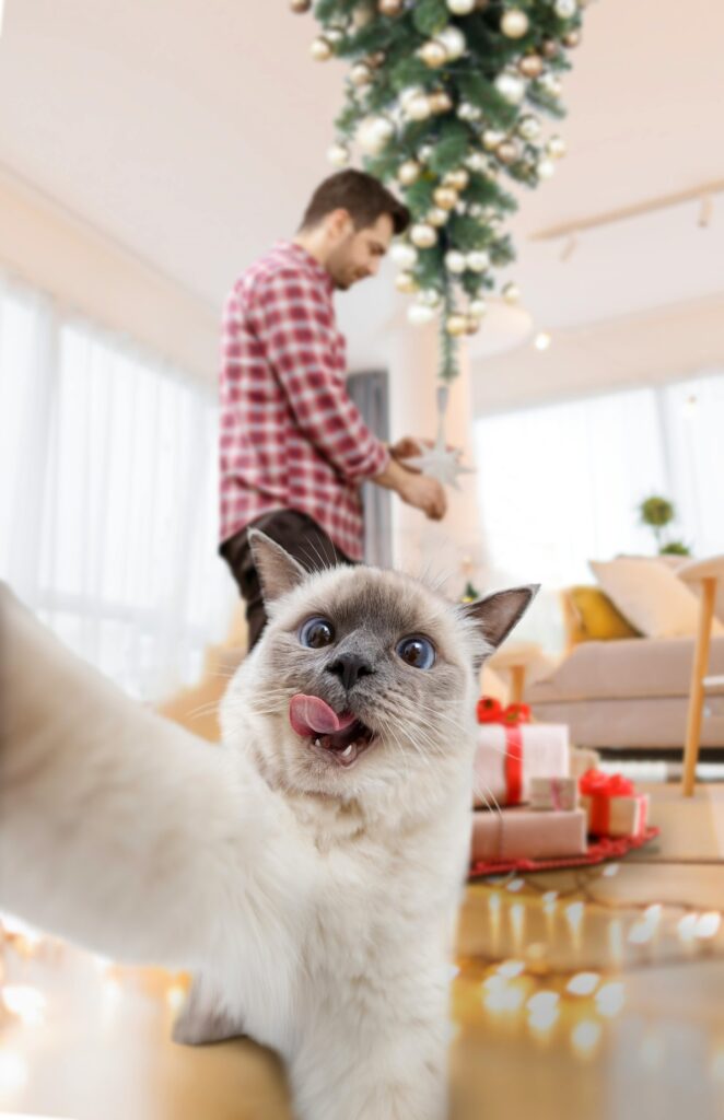 Christmas Decoration Tips for Homes with Cats