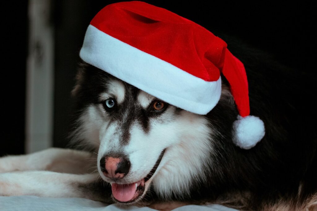 How to Train Your Pet to Wear a Santa Hat: Tips and Tricks