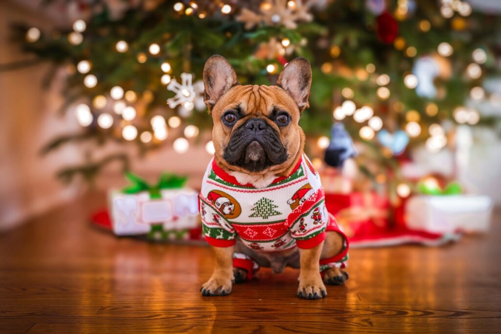 How to Knit Your Dog a Christmas Sweater