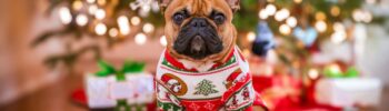 How to Knit Your Dog a Christmas Sweater