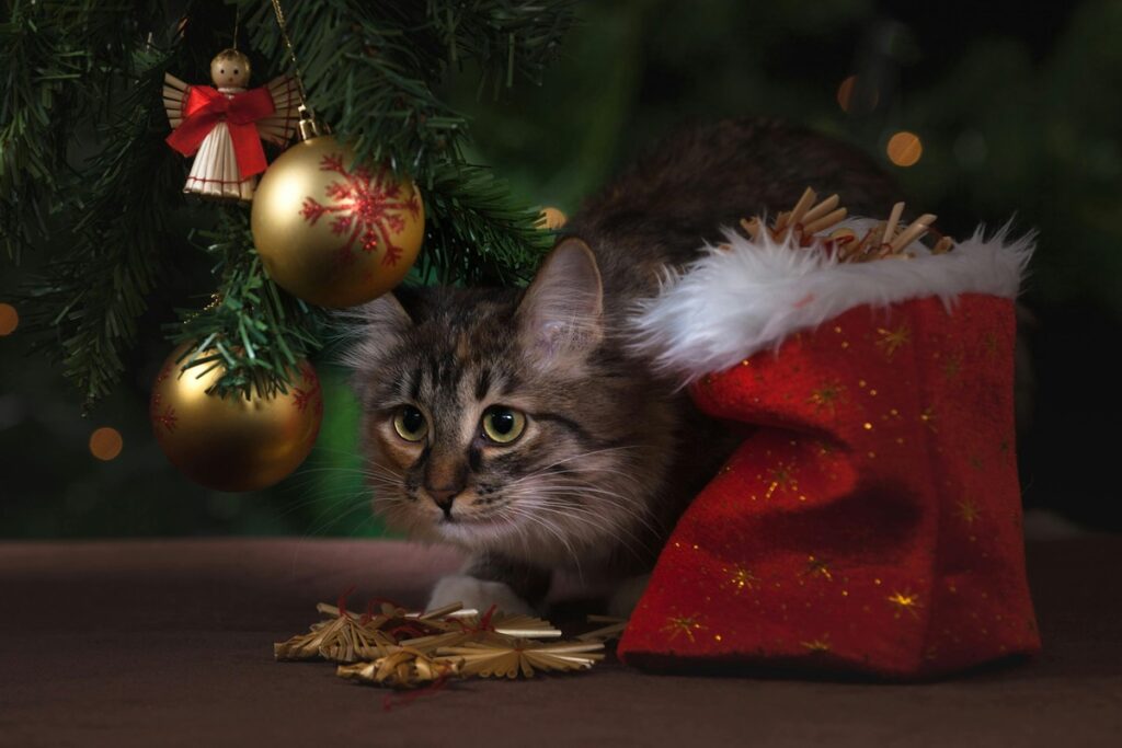 Christmas Decoration Tips for Homes with Cats