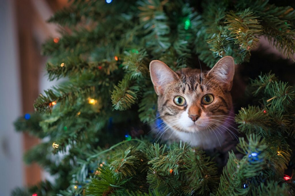 Guide to Setting Up a Pet-Safe Christmas Tree