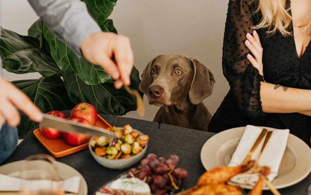 What Christmas Foods Are Safe for Dogs? Your Complete Holiday Feeding Guide for 2024