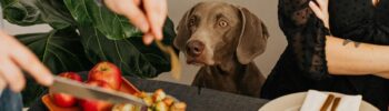 What Christmas Foods Are Safe for Dogs? Your Complete Holiday Feeding Guide for 2024